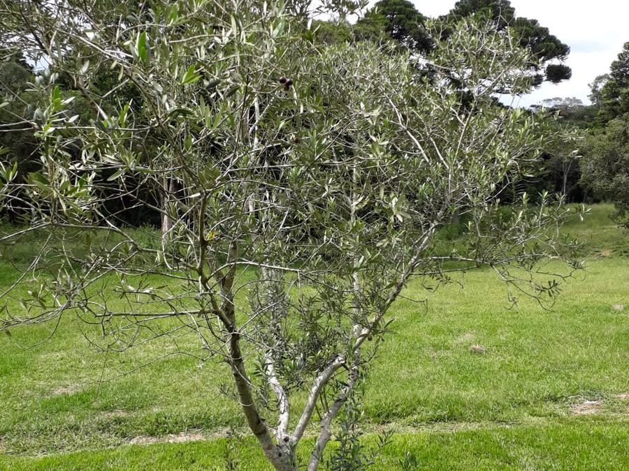 Resultado de poda e manutenção em terreno de Santa Maria/RS